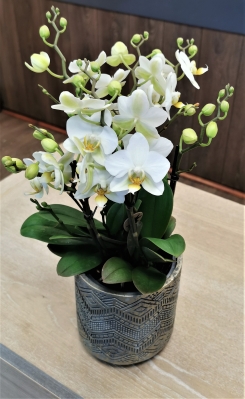 White Orchid Plant