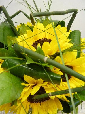 Mad about Sunflowers