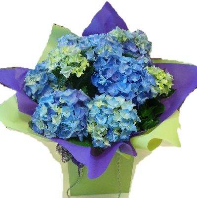 Hydrangea in gift bag