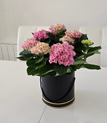 Pink Hydrangea in gift box
