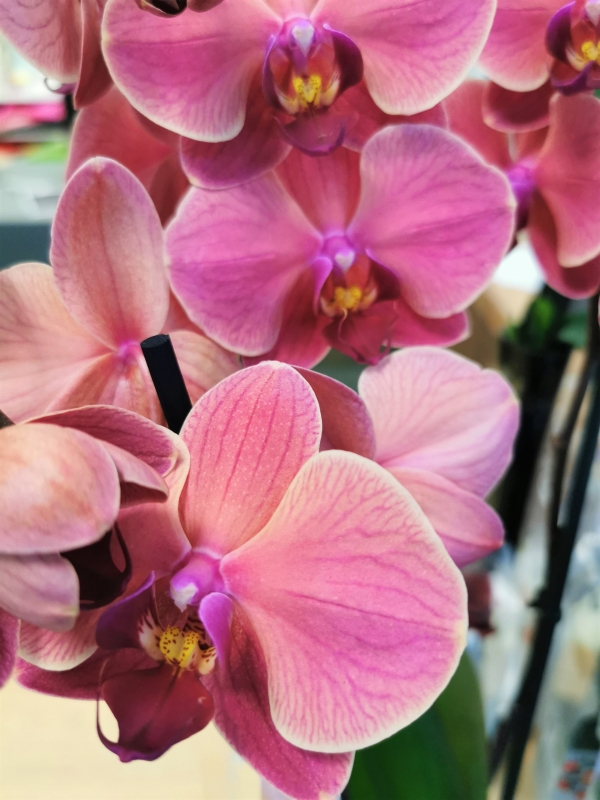 Coloured Orchid in pot