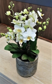 White Orchid Plant