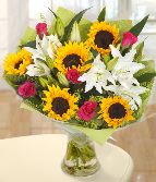 Sunflower Delight