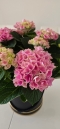 Pink Hydrangea in gift box