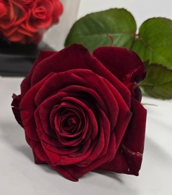 The Special Valentine Trio