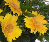 Tied Spray of Gerberas