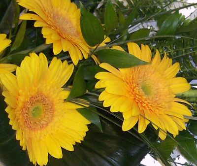 Tied Spray of Gerberas